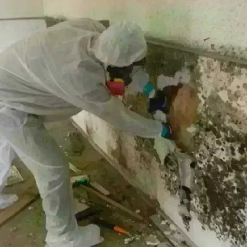 Mold Remediation and Removal in China Grove, TX